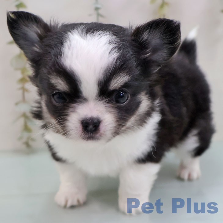福岡県のチワワ(ロング) (ペットプラス MARK IS 福岡ももち店/2026年1月26日生まれ/女の子/ブラックタンホワイト)の子犬の2枚目の画像