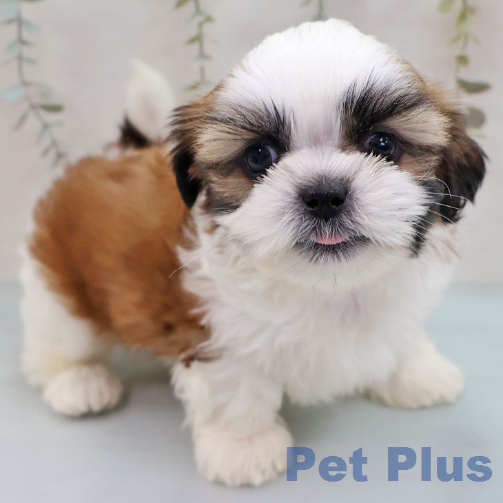 茨城県のシーズー (ペットプラス つくば店/2026年1月26日生まれ/男の子/ゴールドホワイト)の子犬の2枚目の画像