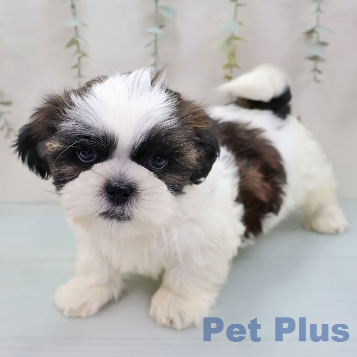 沖縄県のシーズー (ペットプラス 沖縄ライカム店/2026年1月26日生まれ/男の子/ゴールドホワイト)の子犬の1枚目の画像