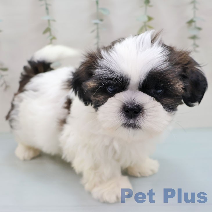 沖縄県のシーズー (ペットプラス 沖縄ライカム店/2026年1月26日生まれ/男の子/ゴールドホワイト)の子犬の2枚目の画像
