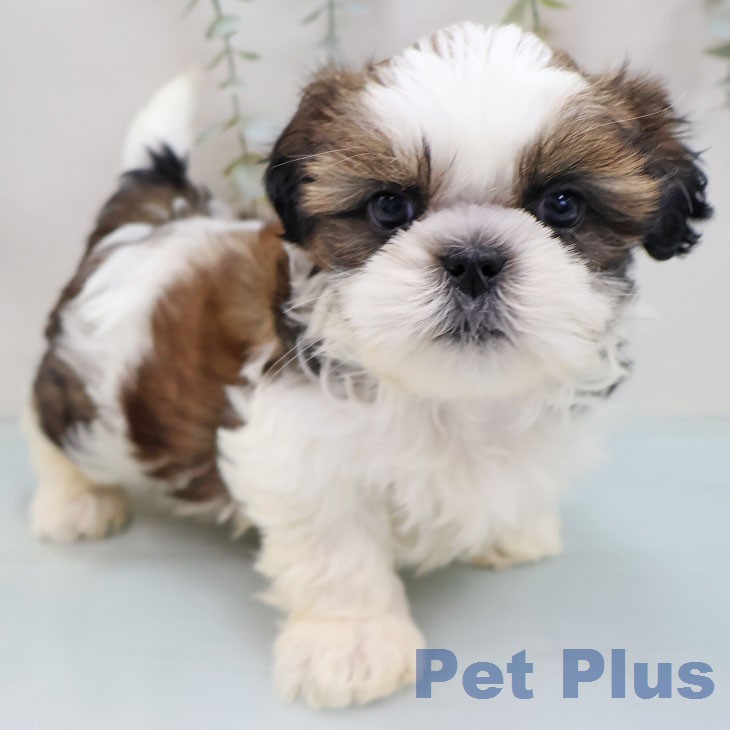 長野県のシーズー (ペットプラス 長野店/2026年1月26日生まれ/男の子/ゴールドホワイト)の子犬