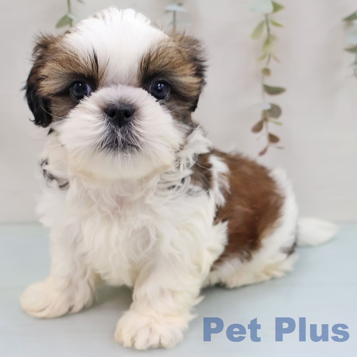 長野県のシーズー (ペットプラス 長野店/2026年1月26日生まれ/男の子/ゴールドホワイト)の子犬の2枚目の画像