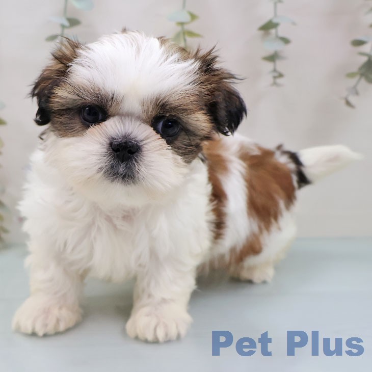 福岡県のシーズー (ペットプラス MARK IS 福岡ももち店/2026年1月26日生まれ/女の子/ゴールドホワイト)の子犬