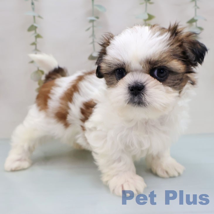 福岡県のシーズー (ペットプラス MARK IS 福岡ももち店/2026年1月26日生まれ/女の子/ゴールドホワイト)の子犬の2枚目の画像