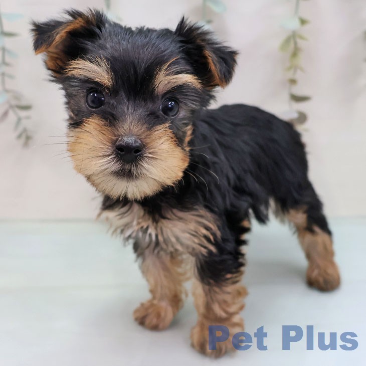 福岡県のヨークシャーテリア (ペットプラス 福岡店/2026年1月29日生まれ/男の子/スチールブルータン)の子犬の1枚目の画像