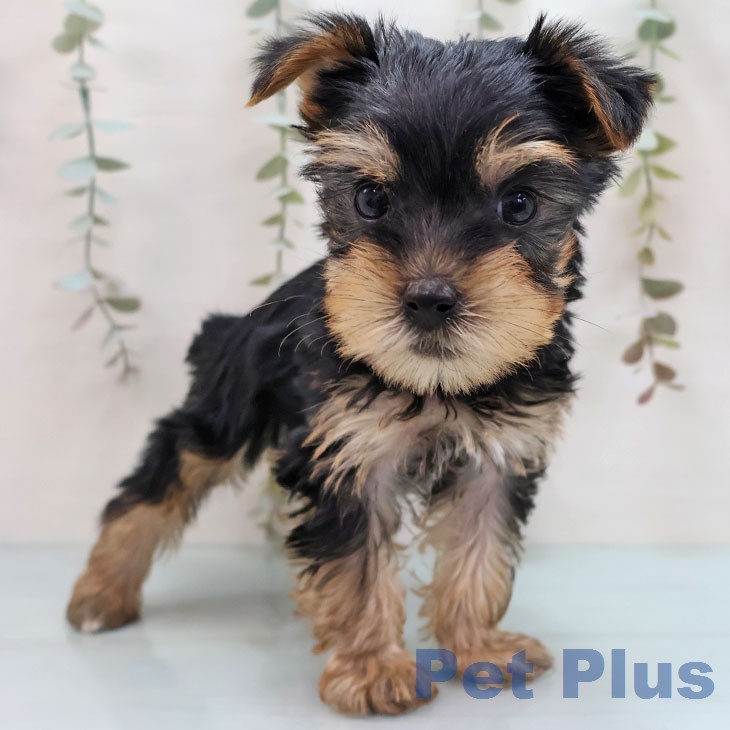 福岡県のヨークシャーテリア (ペットプラス 福岡店/2026年1月29日生まれ/男の子/スチールブルータン)の子犬の2枚目の画像
