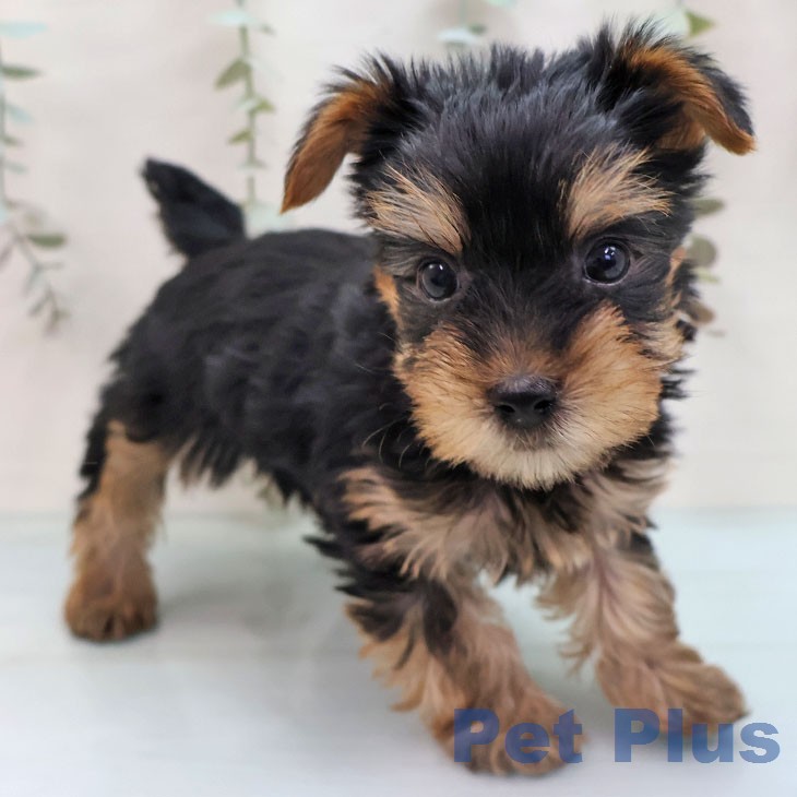 熊本県のヨークシャーテリア (ペットプラス 熊本店/2026年1月29日生まれ/男の子/スチールブルータン)の子犬の1枚目の画像