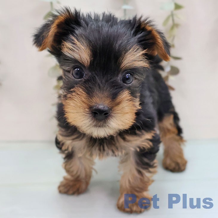 熊本県のヨークシャーテリア (ペットプラス 熊本店/2026年1月29日生まれ/男の子/スチールブルータン)の子犬の2枚目の画像