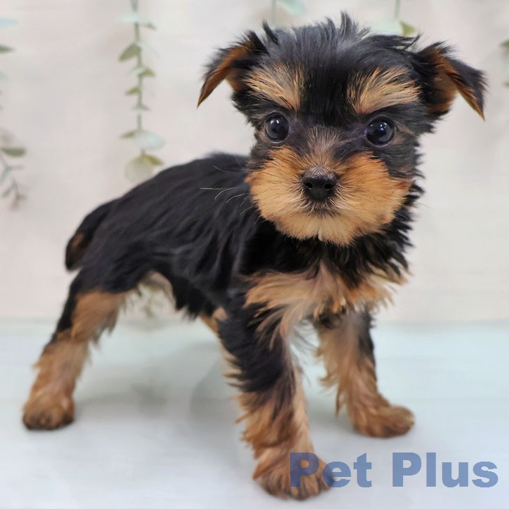 ヨークシャー・テリア