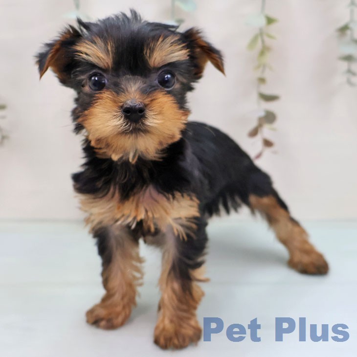 ヨークシャー・テリアの写真2