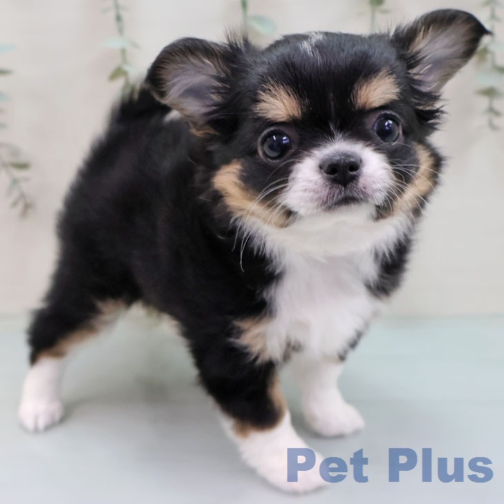 沖縄県のチワワ(ロング) (ペットプラス 沖縄ライカム店/2026年1月27日生まれ/女の子/ブラックタンホワイト)の子犬の1枚目の画像