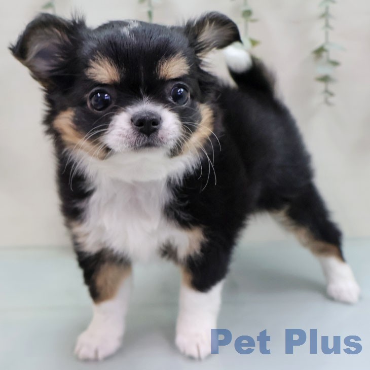 沖縄県のチワワ(ロング) (ペットプラス 沖縄ライカム店/2026年1月27日生まれ/女の子/ブラックタンホワイト)の子犬の2枚目の画像