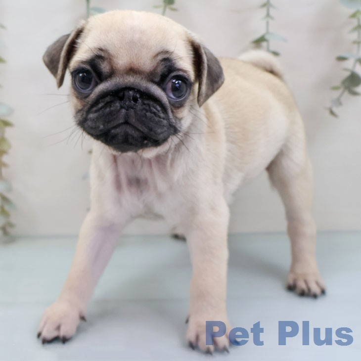 福岡県のパグ (ペットプラス 福岡店/2026年1月28日生まれ/男の子/フォーン)の子犬の1枚目の画像