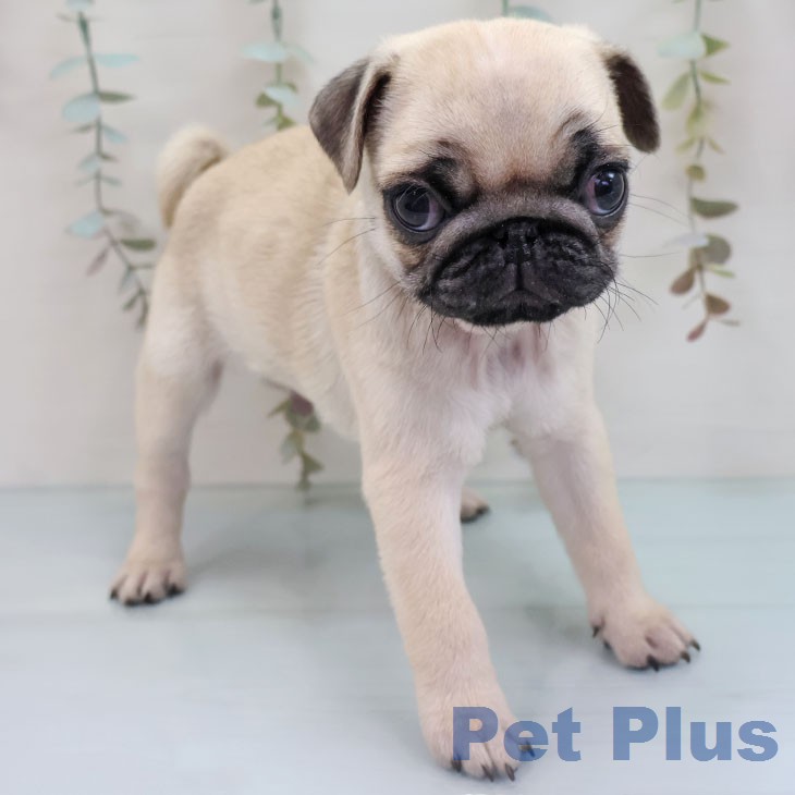 福岡県のパグ (ペットプラス 福岡店/2026年1月28日生まれ/男の子/フォーン)の子犬の2枚目の画像