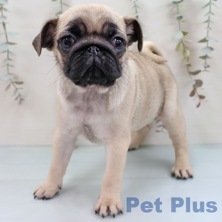 沖縄県のパグ (ペットプラス 沖縄ライカム店/2026年1月28日生まれ/女の子/フォーン)の子犬の1枚目の画像