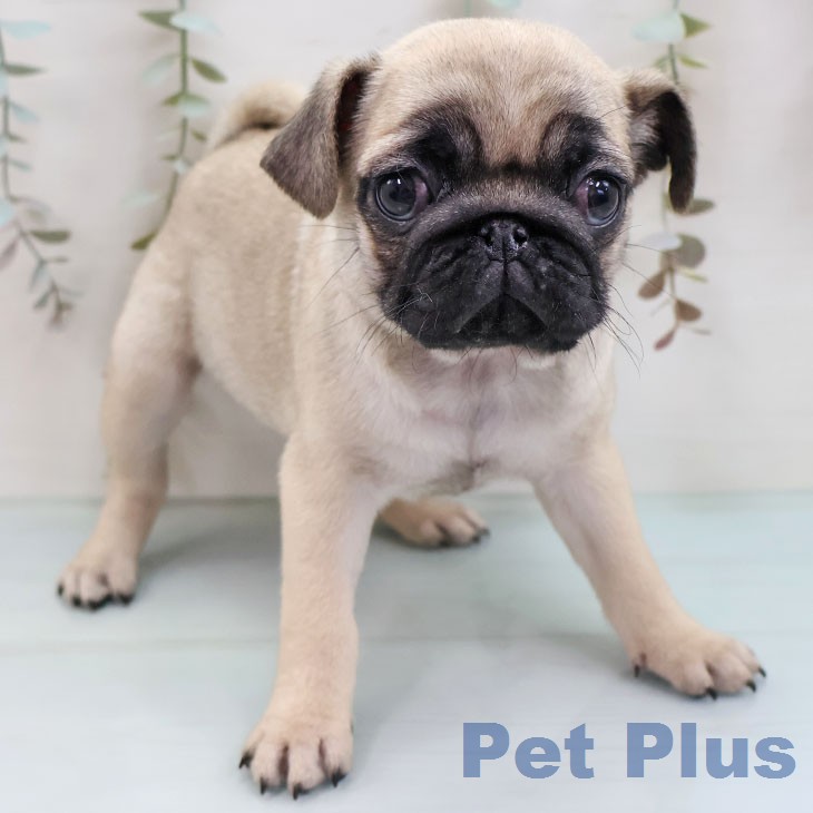 沖縄県のパグ (ペットプラス 沖縄ライカム店/2026年1月28日生まれ/女の子/フォーン)の子犬の2枚目の画像