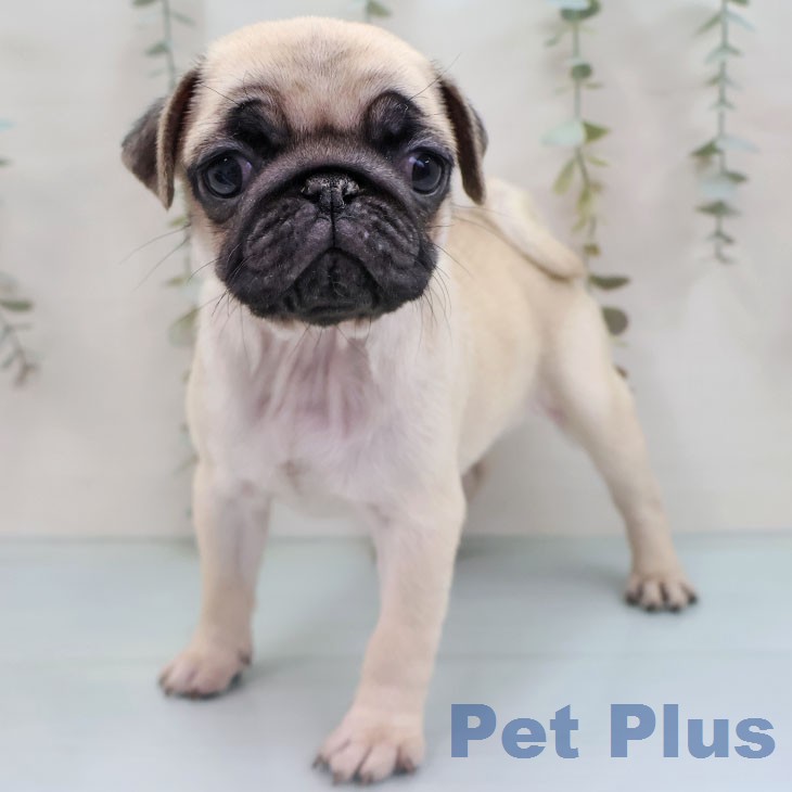 福岡県のパグ (ペットプラス ららぽーと福岡店/2026年1月28日生まれ/女の子/フォーン)の子犬の1枚目の画像