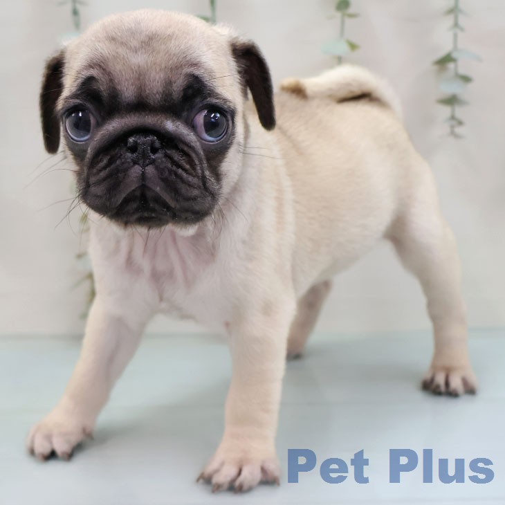 熊本県のパグ (ペットプラス 熊本店/2026年1月28日生まれ/女の子/フォーン)の子犬の1枚目の画像