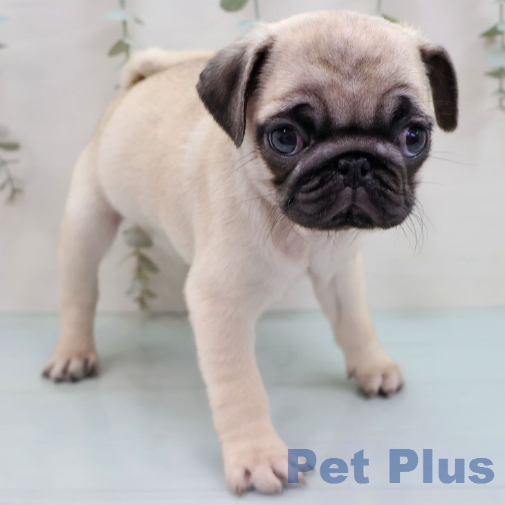 熊本県のパグ (ペットプラス 熊本店/2026年1月28日生まれ/女の子/フォーン)の子犬の2枚目の画像