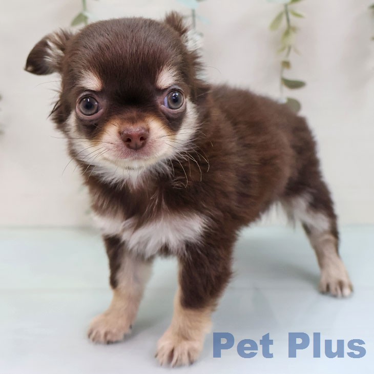福岡県のチワワ(ロング) (ペットプラス 黒崎店/2026年1月28日生まれ/男の子/チョコレートタンホワイト)の子犬