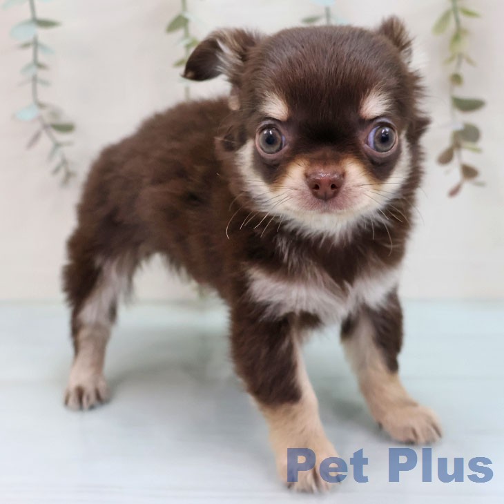 福岡県のチワワ(ロング) (ペットプラス 黒崎店/2026年1月28日生まれ/男の子/チョコレートタンホワイト)の子犬の2枚目の画像