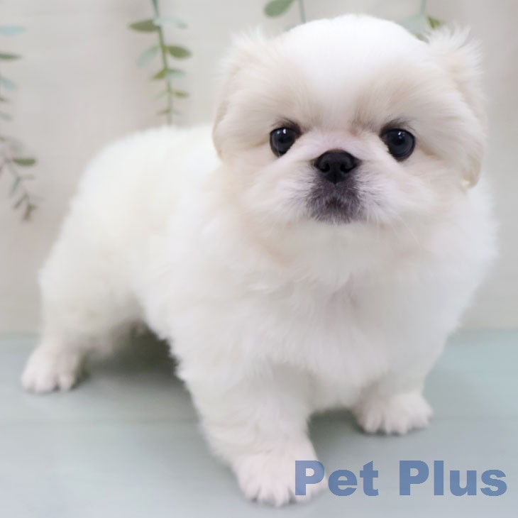 ペキニーズの写真2