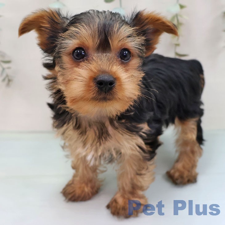 長崎県のヨークシャーテリア (ペットプラス 長崎店/2026年1月23日生まれ/男の子/スチールブルータン)の子犬