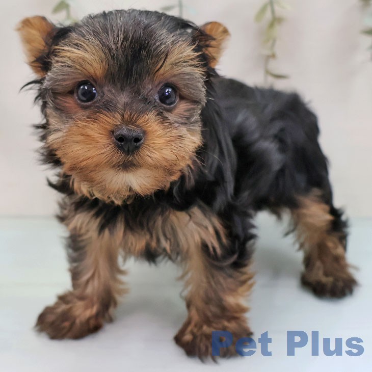 ヨークシャー・テリア