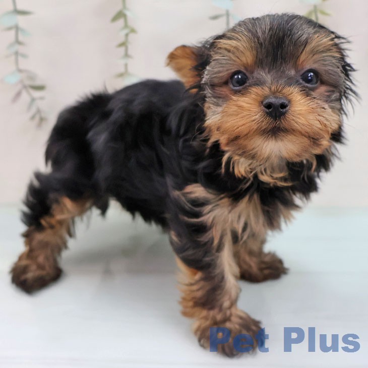 ヨークシャー・テリア