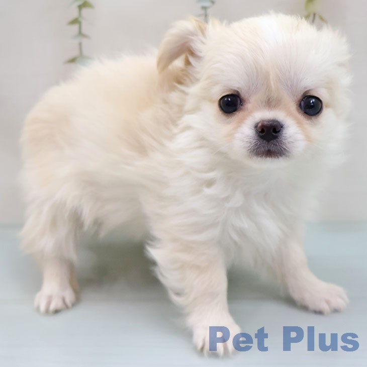 福岡県のチワワ(ロング) (ペットプラス 福岡店/2026年1月27日生まれ/男の子/クリーム)の子犬の1枚目の画像