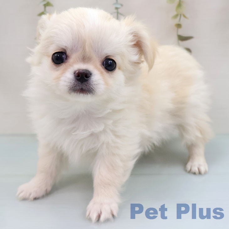 福岡県のチワワ(ロング) (ペットプラス 福岡店/2026年1月27日生まれ/男の子/クリーム)の子犬の2枚目の画像