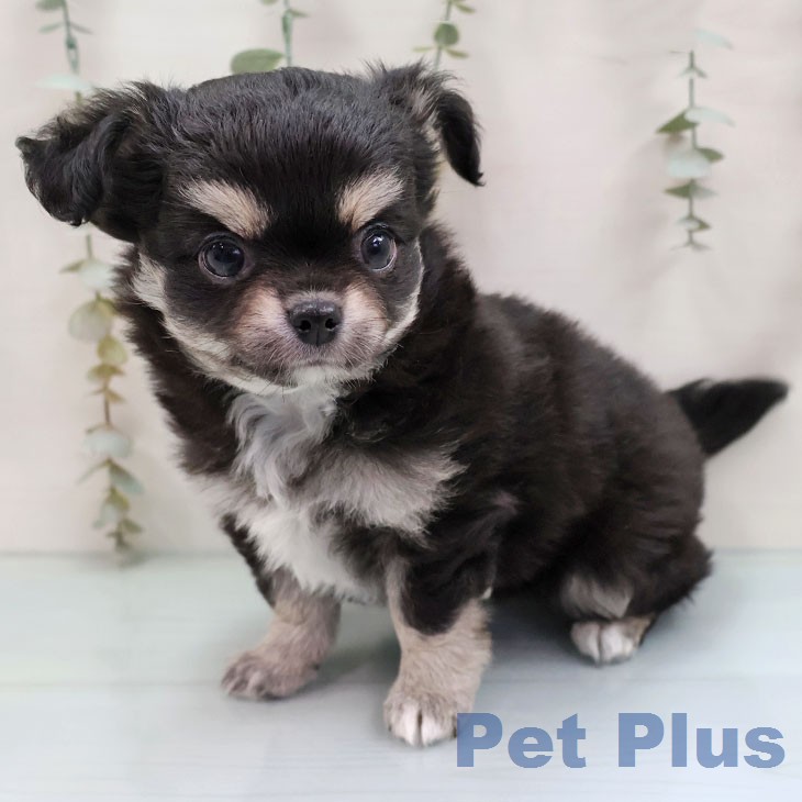 福岡県のチワワ(ロング) (ペットプラス 小倉南店/2026年1月28日生まれ/女の子/ブラックタンホワイト)の子犬の1枚目の画像