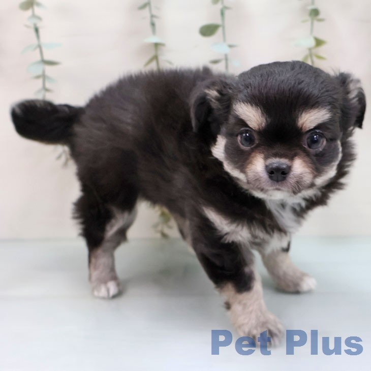 福岡県のチワワ(ロング) (ペットプラス 小倉南店/2026年1月28日生まれ/女の子/ブラックタンホワイト)の子犬の2枚目の画像