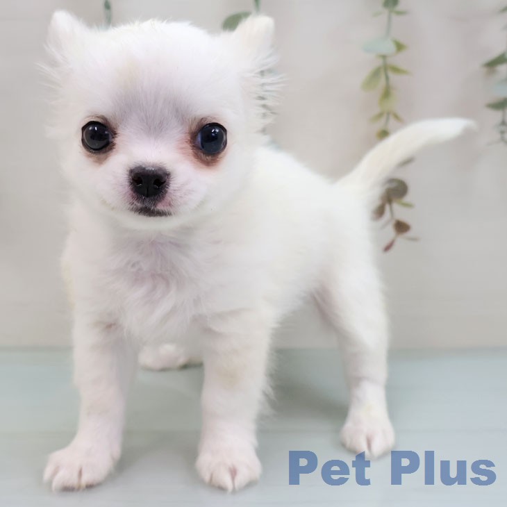 長崎県のチワワ(ロング) (ペットプラス 長崎店/2026年1月28日生まれ/男の子/クリームホワイト)の子犬の1枚目の画像