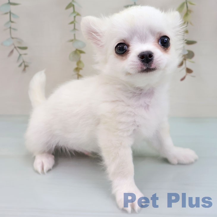 長崎県のチワワ(ロング) (ペットプラス 長崎店/2026年1月28日生まれ/男の子/クリームホワイト)の子犬の2枚目の画像