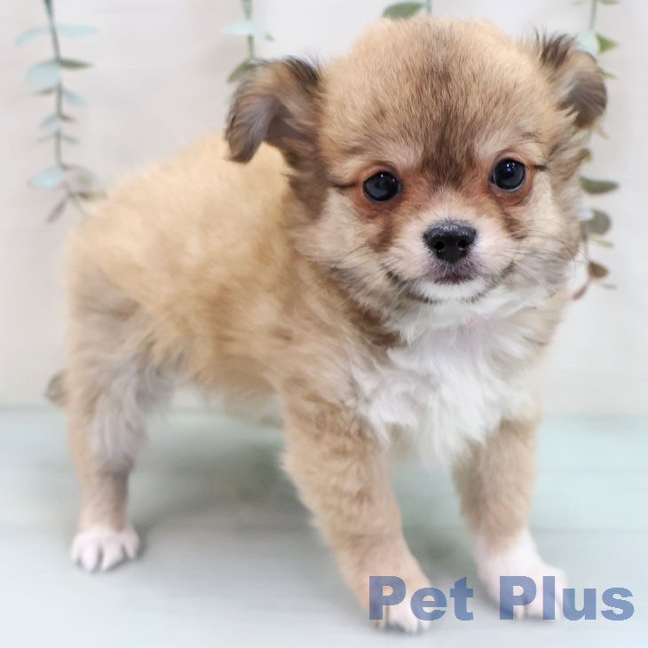 茨城県のチワワ(ロング) (ペットプラス つくば店/2026年1月29日生まれ/男の子/フォーンホワイト)の子犬の1枚目の画像