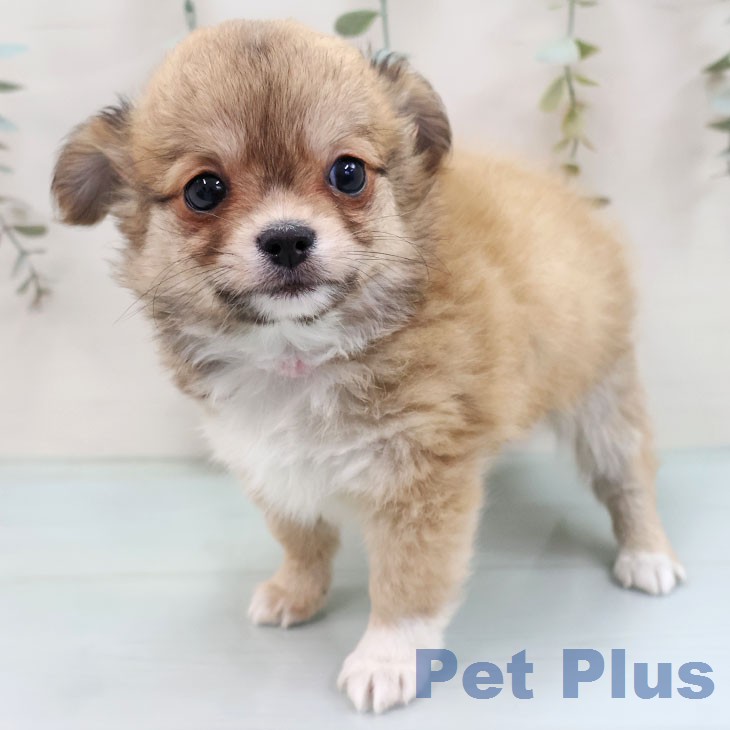 茨城県のチワワ(ロング) (ペットプラス つくば店/2026年1月29日生まれ/男の子/フォーンホワイト)の子犬の2枚目の画像