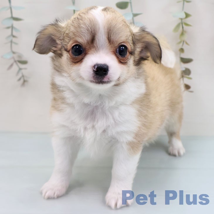 埼玉県のチワワ(ロング) (ペットプラス 羽生店/2026年1月29日生まれ/男の子/フォーンホワイト)の子犬