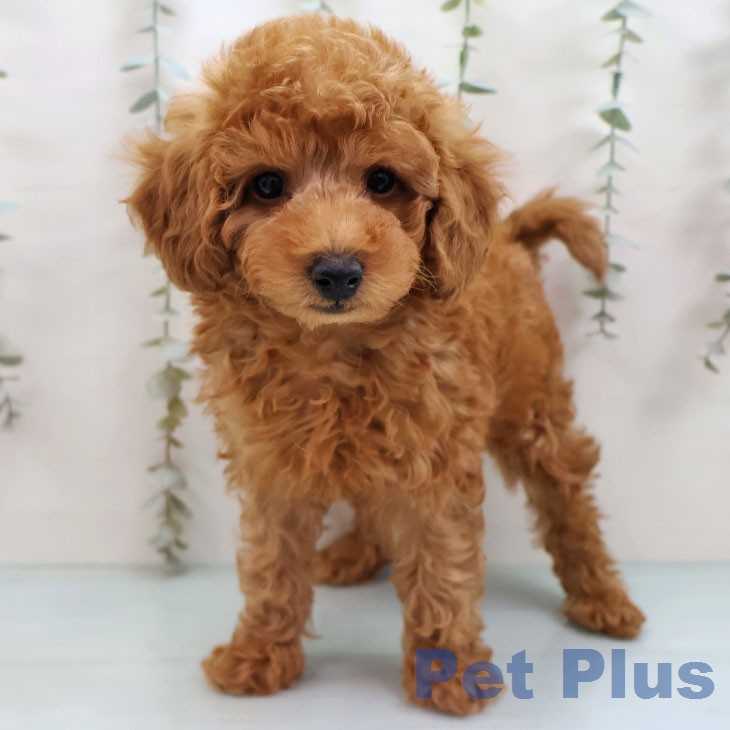 福岡県のトイプードル(トイ) (ペットプラス 福岡店/2026年1月26日生まれ/男の子/レッド)の子犬の1枚目の画像