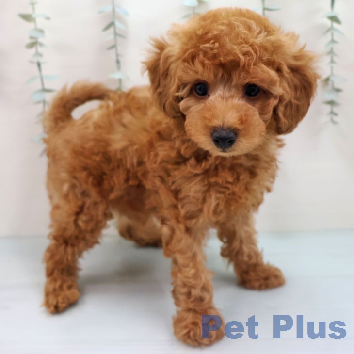 福岡県のトイプードル(トイ) (ペットプラス 福岡店/2026年1月26日生まれ/男の子/レッド)の子犬の2枚目の画像