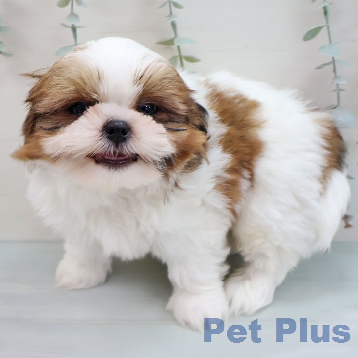 山梨県のシーズー (ペットプラス 甲府国母店/2026年1月25日生まれ/男の子/ゴールドホワイト)の子犬の1枚目の画像