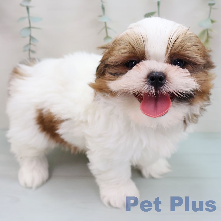 山梨県のシーズー (ペットプラス 甲府国母店/2026年1月25日生まれ/男の子/ゴールドホワイト)の子犬の2枚目の画像