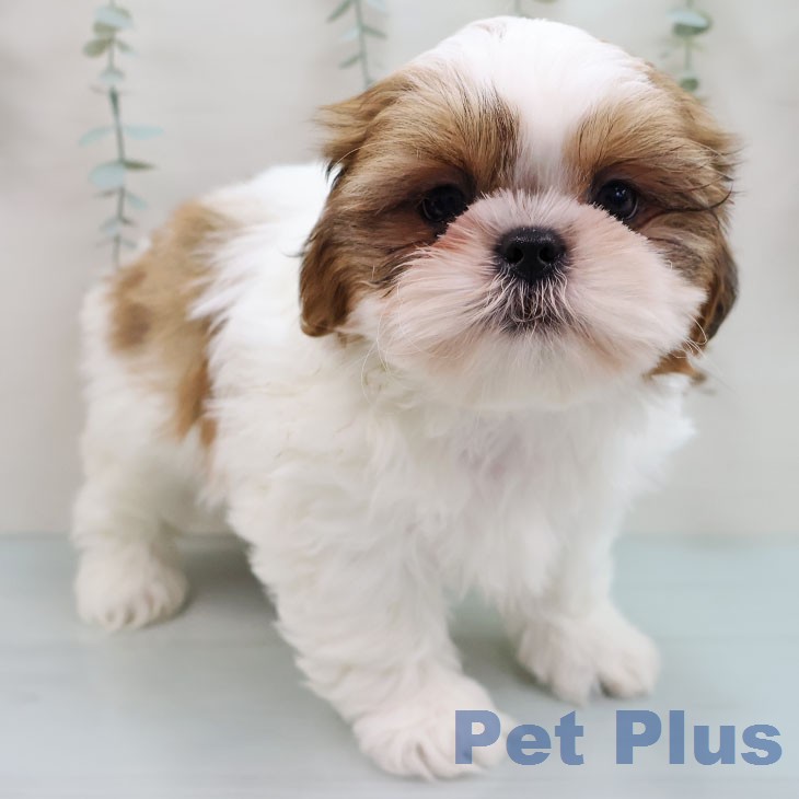 東京都のシーズー (ペットプラス 立川高島屋S.C.店/2026年1月25日生まれ/女の子/ゴールドホワイト)の子犬