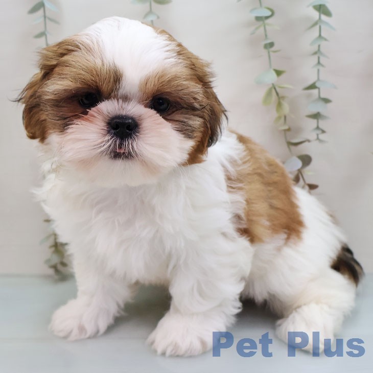 東京都のシーズー (ペットプラス 立川高島屋S.C.店/2026年1月25日生まれ/女の子/ゴールドホワイト)の子犬の2枚目の画像