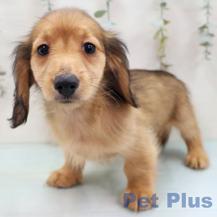 長崎県のミニチュアダックスフンド(ロング) (ペットプラス 長崎店/2026年1月27日生まれ/男の子/シェーデットレッド)の子犬