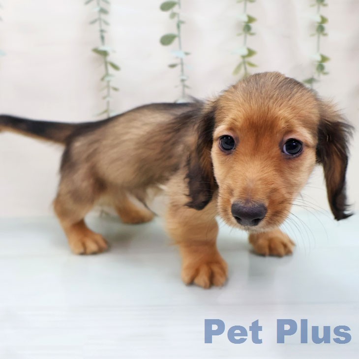 ミニチュア・ダックスフンドの写真2