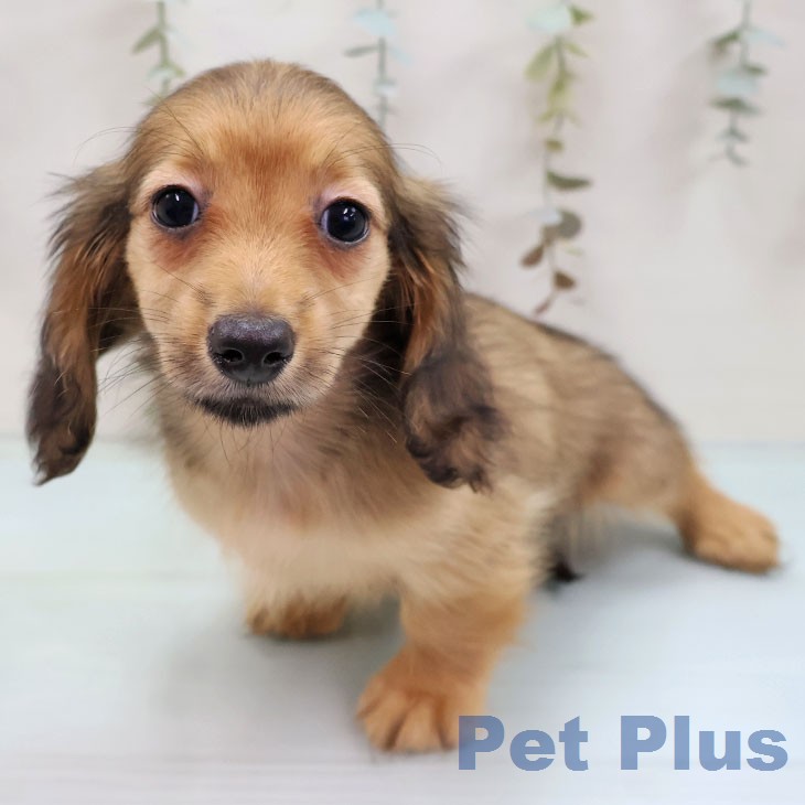 沖縄県のミニチュアダックスフンド(ロング) (ペットプラス 沖縄ライカム店/2026年1月27日生まれ/女の子/シェーデットレッド)の子犬の1枚目の画像