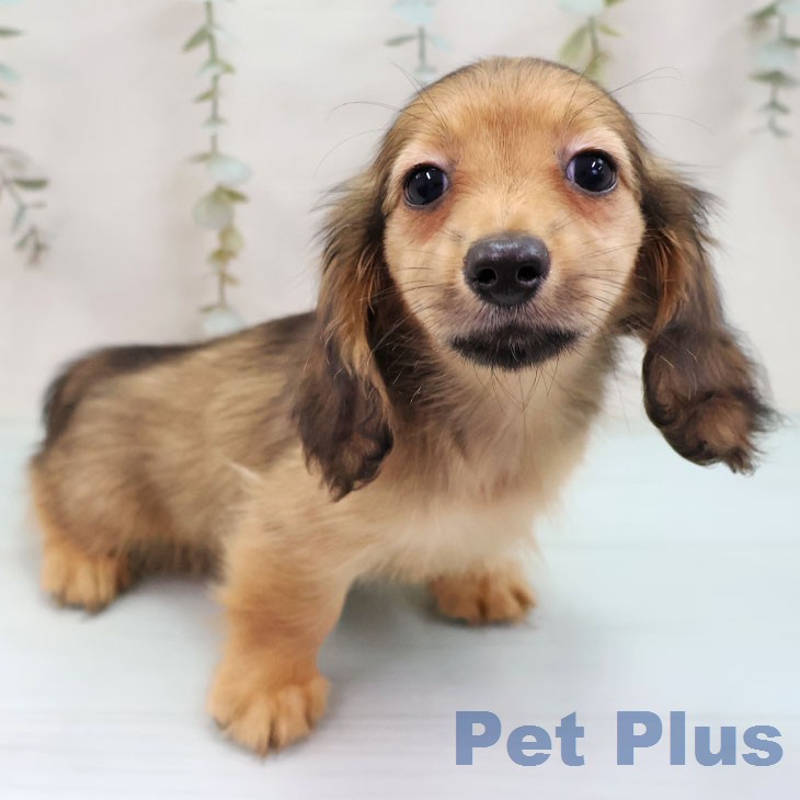 沖縄県のミニチュアダックスフンド(ロング) (ペットプラス 沖縄ライカム店/2026年1月27日生まれ/女の子/シェーデットレッド)の子犬の2枚目の画像