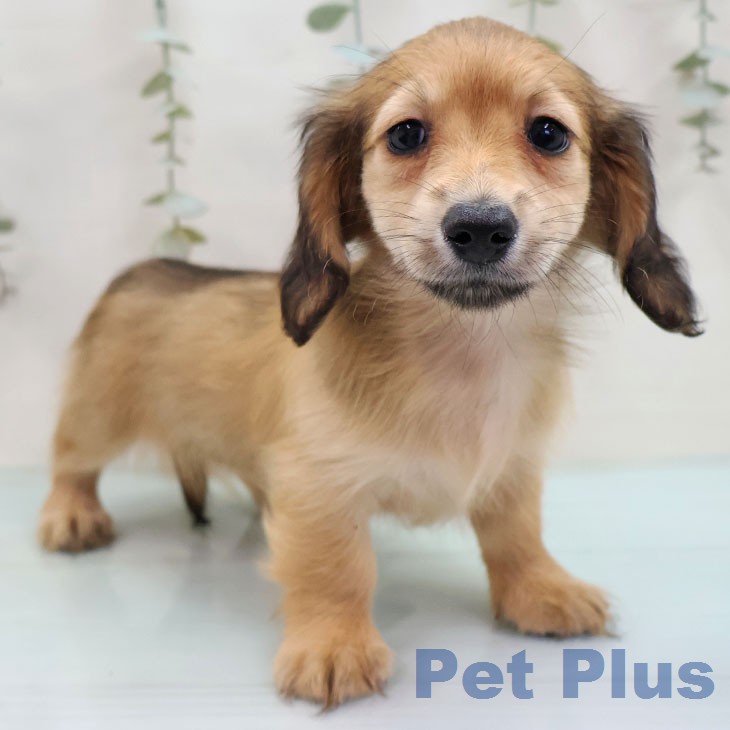 福岡県のミニチュアダックスフンド(ロング) (ペットプラス 八幡東店/2026年1月27日生まれ/女の子/シェーデットレッド)の子犬の1枚目の画像