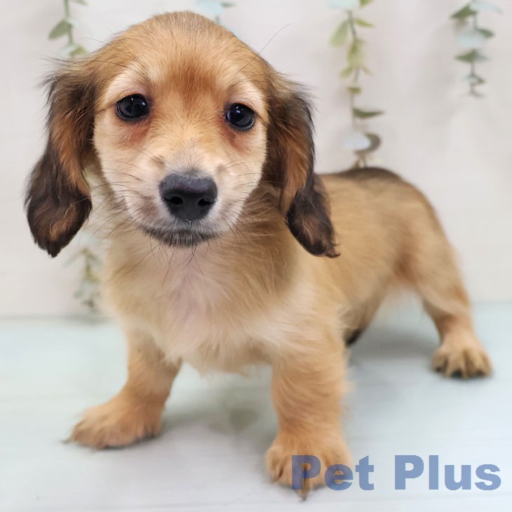 福岡県のミニチュアダックスフンド(ロング) (ペットプラス 八幡東店/2026年1月27日生まれ/女の子/シェーデットレッド)の子犬の2枚目の画像